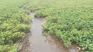 Amreli: વરસાદથી અમરેલી જિલ્લાના ખેડૂતોની હાલત કફોડી, પાકને મોટા પ્રમાણમાં નુકસાન