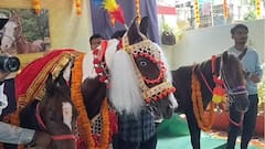अश्वदेवं... वंशावळ सुरू राहते, म्हणत दसऱ्याच्या मुहूर्तावर घोड्यांचे पूजन; चर्चा तर होणारच