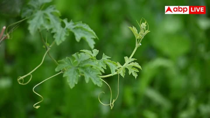 करेले की पत्तियों में बायोएक्टिव कंपाउंड्स और एंटीऑक्सीडेंट भी पाया जाता है, जो इससे मिलने वाले लाभों को दोगुना कर देता है और लिवर के मरीजों के लिए यह किसी वरदान से कम नहीं होता है.