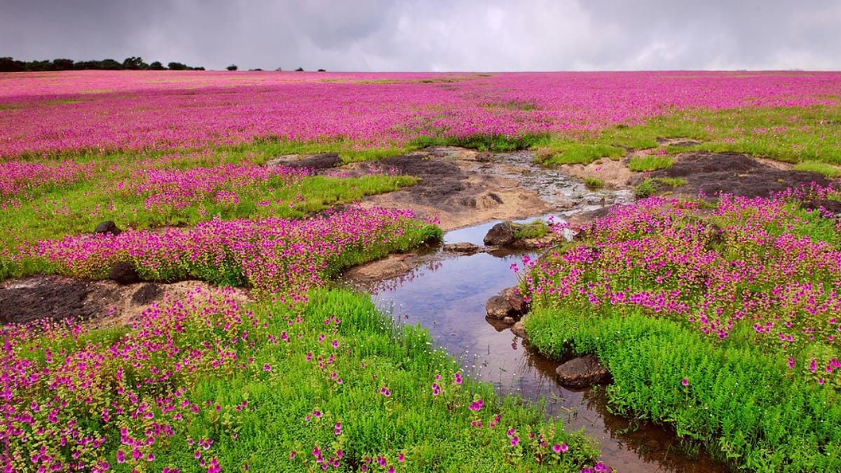 (Image Source: Twitter/@wisteriawonders)