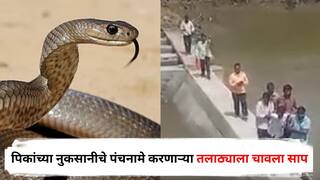 Ahilyanagar News : पंचनामे करणाऱ्या तलाठ्याला चावला साप, गवतात बसलेल्या सापावर पाय पडला अन्...; अहिल्यानगरमधील घटना