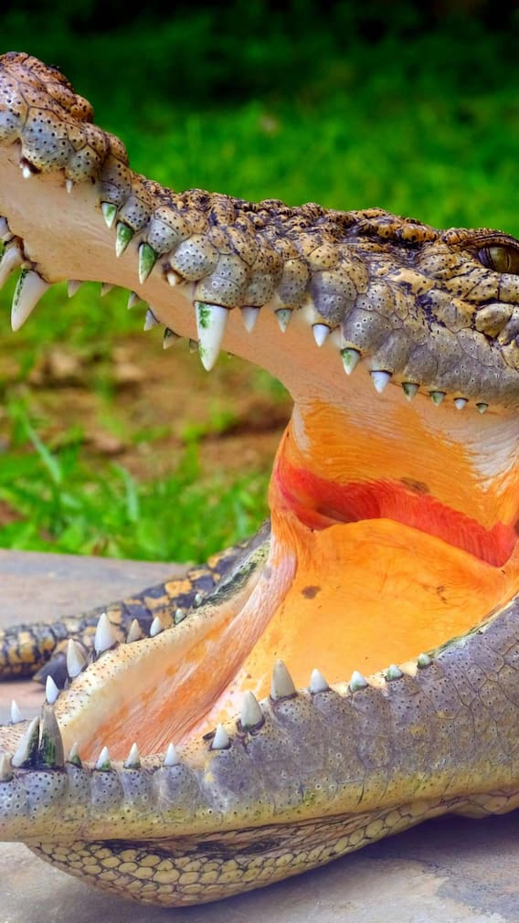 धरती का सबसे खतरनाक जानवर कौन है?