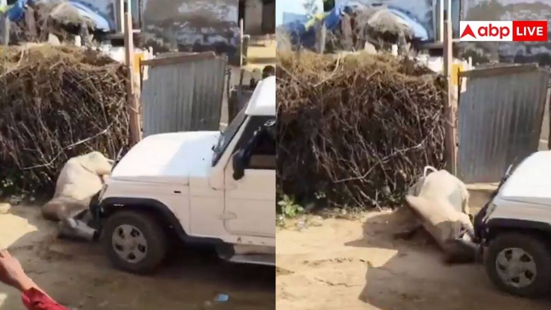 पहले मारी टक्कर फिर जानबूझकर बेजुबान के ऊपर चढ़ा दी कार, सांड की हत्या का वीडियो देख कांप जाएगी रूह man drives vehicle on bull brutally video goes viral on social media पहले मारी टक्कर फिर जानबूझकर बेजुबान के ऊपर चढ़ा दी कार, सांड की हत्या का वीडियो देख कांप जाएगी रूह
