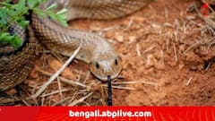 সাপে কাটা বালককে মৃত ঘোষণা চিকিৎসকের, এরপর 'শিশু বেঁচে আছে' বলে গুজব ছড়াতেই যা হল নদিয়ায় !