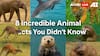 World Animal Day 2025: 8 Surprising Animal Facts That Will Blow Your Mind