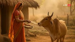 ગાયને પહેલી રોટલી કેમ ખવડાવામાં આવે છે? જાણો ભૂત યજ્ઞ સાથે જોડાયેલ રહસ્ય