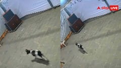 शादी के तंबू से कुत्ते को खींच ले गया खूंखार दरिंदा, वीडियो देख मुंह में आ जाएंगे प्राण