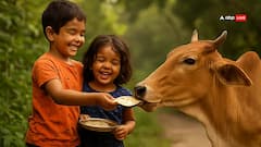 ગાયને પહેલી રોટલી કેમ ખવડાવામાં આવે છે? જાણો ભૂત યજ્ઞ સાથે જોડાયેલ રહસ્ય