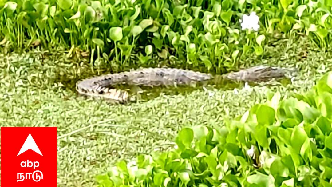 ஊருக்கு மத்தியில் வாழும் முதலை.. உயிர் பயத்தில் கிராம மக்கள்.. நடவடிக்கை எடுக்குமா அரசு..?