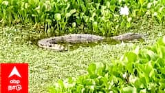 ஊருக்கு மத்தியில் வாழும் முதலை.. உயிர் பயத்தில் கிராம மக்கள்.. நடவடிக்கை எடுக்குமா அரசு..?