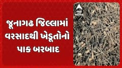 Junagadh Farmer: જૂનાગઢ જિલ્લામાં વરસાદથી ખેડૂતોનો પાક બરબાદ