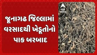 Junagadh Farmer: જૂનાગઢ જિલ્લામાં વરસાદથી ખેડૂતોનો પાક બરબાદ