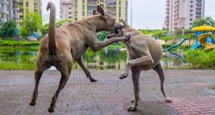 Stray Dogs Attack Coaches At World Para Athletics Championships