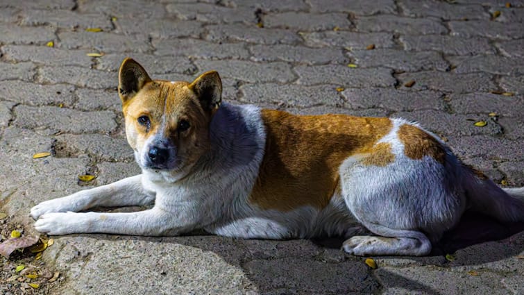 Kerala Woman Dies Of Rabies After Stray Dog Attack; Human Rights Commission Demands Action Plan