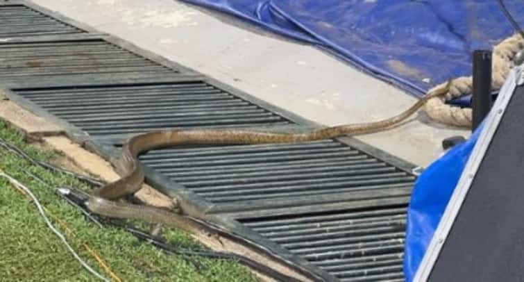<div>Snake Surprise At Colombo: India Women's Cricket Team Training Halted</div>