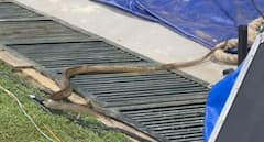 Snake Surprise At Colombo: India Women's Cricket Team Training Halted