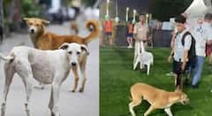 भटक्या कुत्र्यांचा हैदोस; स्टेडियममध्ये घुसून जपान अन् केनियाच्या प्रशिक्षकांवर हल्ला; दिल्लीच्या JLN स्टेडियमवर भीतीचं वातावरण