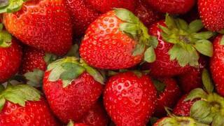 Kitchen Garden: કિચન ગાર્ડનમાં કેવી રીતે ઉગાડવી સ્ટ્રોબેરી? અહીં જાણો સરળ રીત