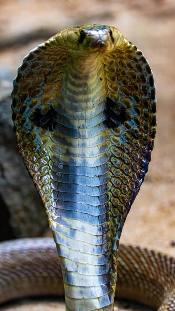 किस सांप में होती हैं सबसे ज्यादा हड्डियां?