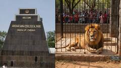 வண்டலூர் உயிரியல் பூங்காவில் சிங்கம் மாயம்! லயன் சபாரிக்குள் காணாமல் போன அதிர்ச்சி! காரணம் என்ன?