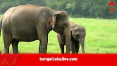 কাজিরাঙার জঙ্গলে ‘মায়াবিনী’র আবির্ভাব, নামকরণে শ্রদ্ধার্ঘ জুবিন গর্গকে