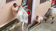 गली से गुजर रहे बुजुर्ग पर सांड का हमला! सींग से उछालकर नाली में पटका- वीडियो वायरल