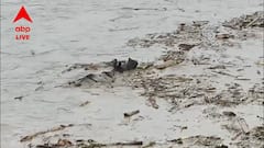 জলে ভেসে গেল গন্ডার, উত্তরবঙ্গে বৃষ্টি, ধস, বানে বিপন্ন বন্যপ্রাণ, বিপর্যস্ত জনজীবন