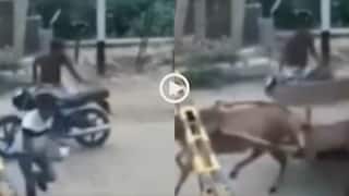 Video: आगे से नहीं पीछे से आई ट्रेन! फाटक तोड़ निकली बिना सवार की घोड़ा गाड़ी, वीडियो वायरल