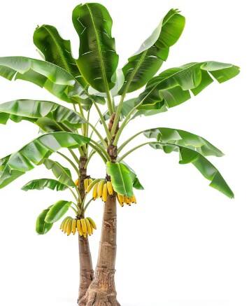 ਕੁਦਰਤੀ ਦਾਤਾਂ ਨਾਲ ਭਰਪੂਰ ਅਤੇ ਸਿਹਤ ਲਈ ਖਾਸ ਵਰਦਾਨ ਨੇ ਕੇਲੇ ਦੇ ਪੱਤੇ