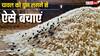 चावल में कभी नहीं पड़ेंगे घुन, ये तरीके करेंगे आपकी मदद