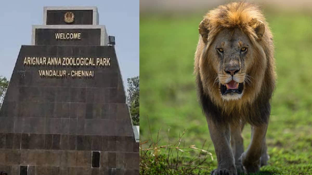 வண்டலூர் பூங்காவில் மாயமான சிங்கத்தின் நிலை என்ன? முதல்முறையாகப் பூங்கா நிர்வாகம் விளக்கம்!