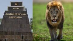 வண்டலூர் பூங்காவில் மாயமான சிங்கத்தின் நிலை என்ன? முதல்முறையாகப் பூங்கா நிர்வாகம் விளக்கம்!