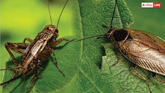 तिलचट्टा-कॉक्रोज और झींगुर में क्या होता है अंतर, क्या ये एक ही परिवार के कीड़े?