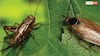 Cockroach VS Cricket: तिलचट्टा-कॉक्रोज और झींगुर में क्या होता है अंतर, क्या ये एक ही परिवार के कीड़े?