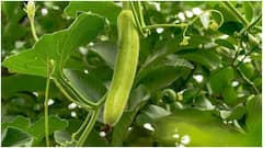 Bottle Gourd Benefits : బరువును తగ్గించే సొరకాయ.. డైట్​లో చేర్చుకోవాలనుకుంటే ఈ రెసిపీలు ట్రై చేయండి