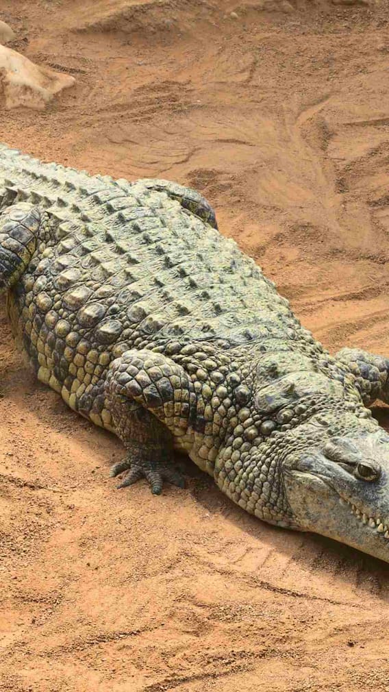 मगरी किती वर्ष जगतात?