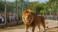 வண்டலூர் பூங்காவில் மாயமான சிங்கம்: பரபரப்புக்கு முற்றுப்புள்ளி! பாதுகாப்பாக திரும்பியதா?