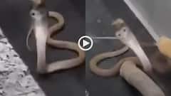 Video: खुला गेट-निकला कोबरा, नोएडा की इस सोसाइटी में लिफ्ट के अंदर मिला सांप, वीडियो वायरल