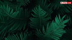 55 की उम्र में भी शक्ल दिखेगी बचपन जैसी मासूम, इन हरी पत्तियों का रस बनाएगा काम