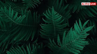 Leaves Juice For Glowing Skin: 55 की उम्र में भी शक्ल दिखेगी बचपन जैसी मासूम, इन हरी पत्तियों का रस बनाएगा काम