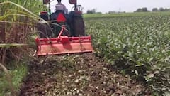 कोल्हापूरात सोयाबीनच्या उभ्या पिकावर शेतकरी महिलेनं फिरवला ट्रॅक्टर; महापुरात 30 गुंठ्यातील सोयाबीन मातीमोल