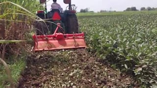 Kolhapur Soybean Farmer Loss: कोल्हापूरात सोयाबीनच्या उभ्या पिकावर शेतकरी महिलेनं फिरवला ट्रॅक्टर; महापुरात 30 गुंठ्यातील सोयाबीन मातीमोल