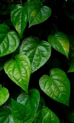 घर में कैसे उगा सकते हैं पान के पत्ते?