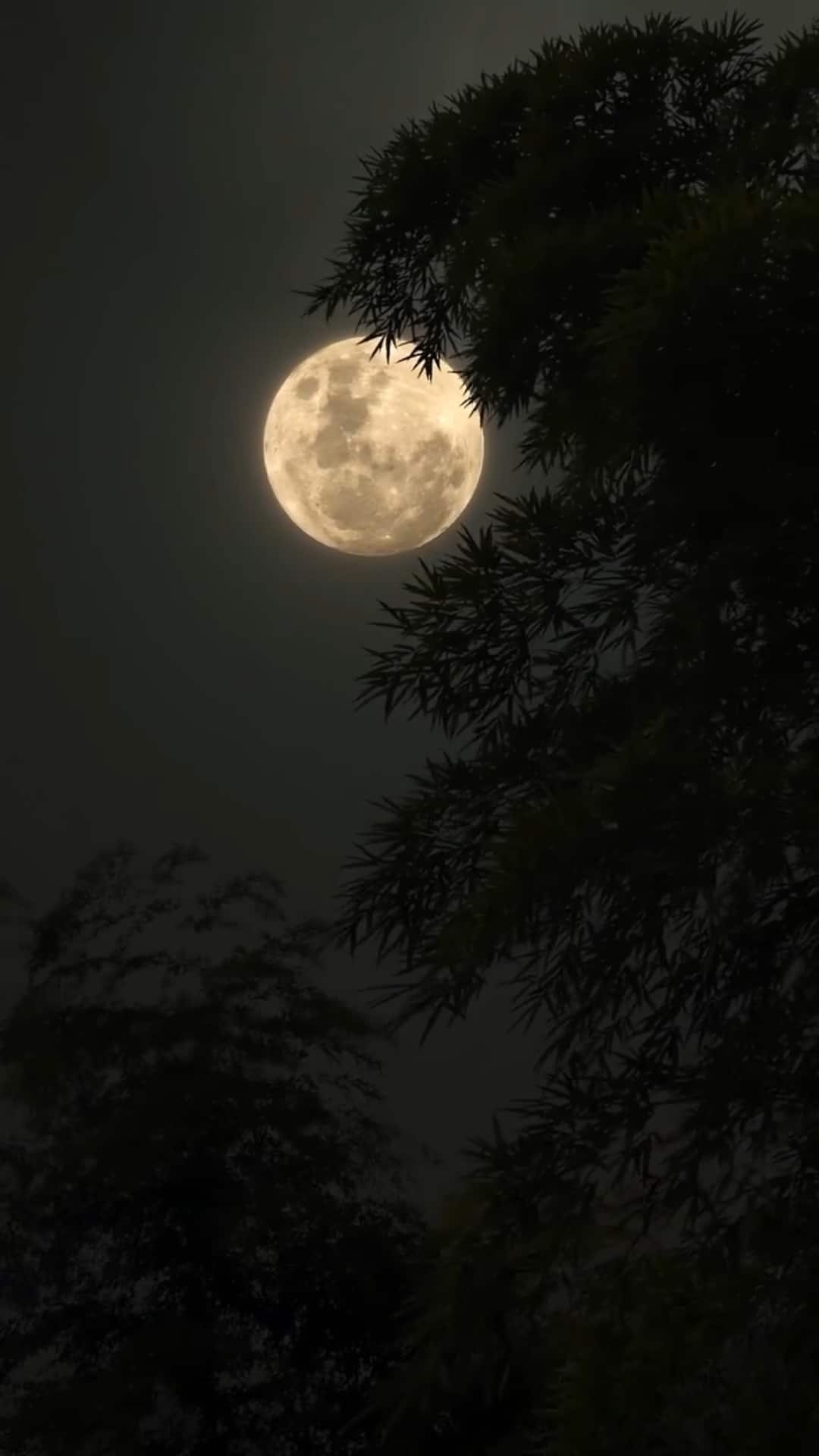 Sharad Purnima 2025: The 16 Phases Of The Moon And Their Divine Significance Sharad Purnima 2025: The 16 Phases Of The Moon And Their Divine Significance