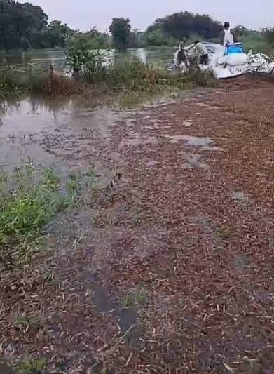 मानवत तालुक्यातील कोल्हावाडी येथील शेतकरी पांडुरंग पंडितराव भिसे यांच्या शेतात काल दिवसभर सोयाबीन कापून मळणी यंत्राच्या साह्याने सोयाबीन काढले होते.