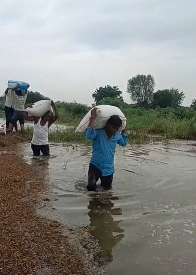 सोयाबीन वाचवण्यासाठी शेतकऱ्यांनी चक्क मांडी एवढ्या पाण्यातून सोयाबीनचे पोते बाहेर काढले.