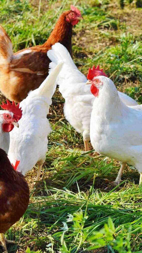 गला कटने के बाद कितनी देर तक जिंदा रहता है मुर्गा?