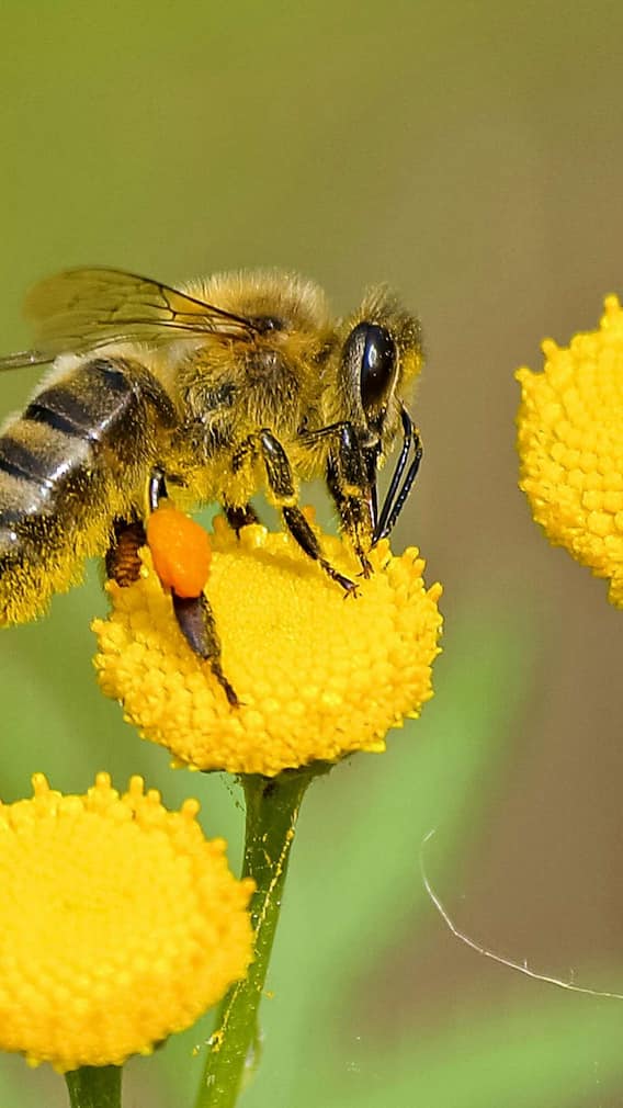 क्या मधुमक्खी के काटने से हो सकती है मौत?