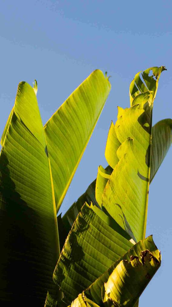 केळीचे पान खाण्याचे काय फायदे आहेत?