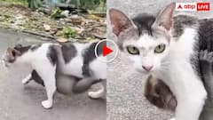 इन्हें देख याद आ जाएंगे जय और वीरू! बिल्ली और बंदर की दोस्ती की हर तरफ हो रही चर्चा- वीडियो वायरल